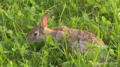 草丛中的野兔特写